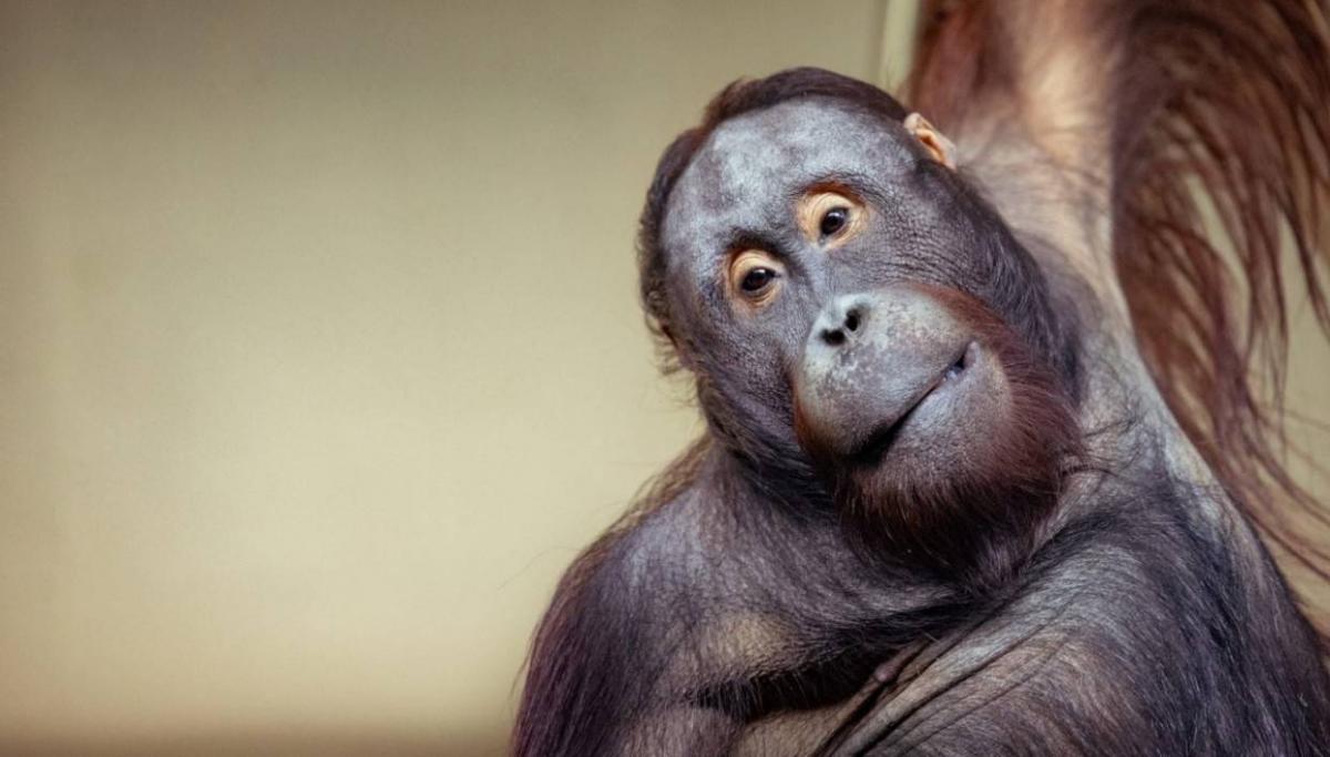 Scientists at the University of Lille have found that the drawing style of orangutans depends on their mood