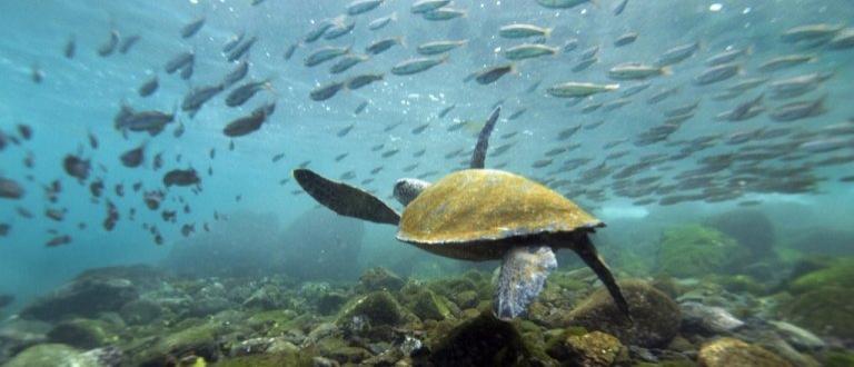 На Галапагосах создали крупнейший в мире морской заповедник