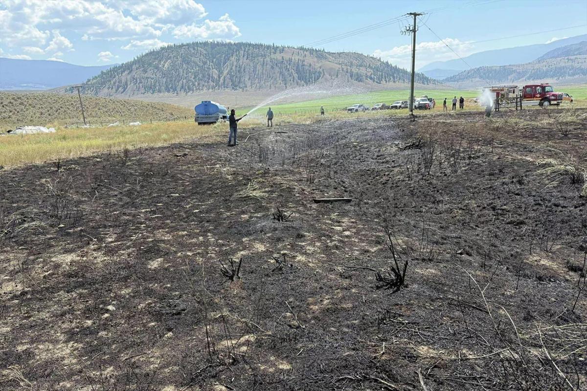 В Канаде задержали птицу, уронившую рыбу на ЛЭП и устроившую пожар