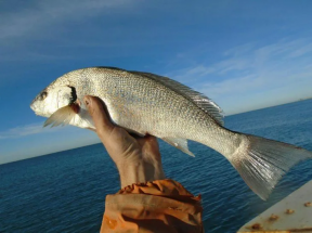Рыбаки в Пакистане внезапно разбогатели благодаря редкому улову