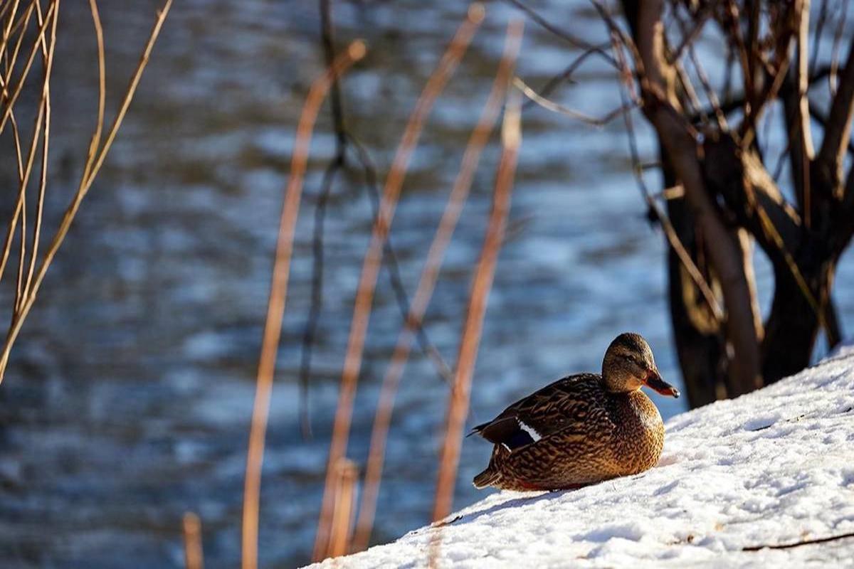 В Москве подготовили около 193 километров русел рек к весеннему половодью