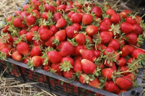 В Ставропольском крае получен рекордный урожай садовой ягоды