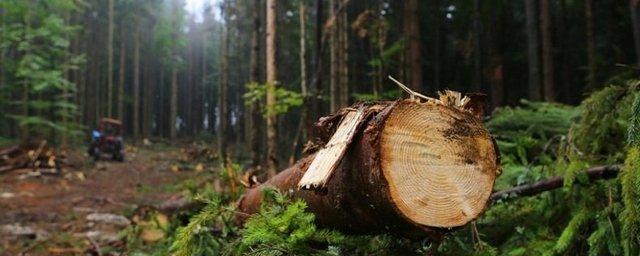 В Иркутской области обнаружили незаконный вывоз леса
