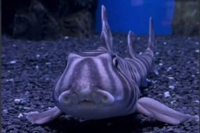 Ученые: бычьи акулы заводят «друзей» и выбирают себе партнеров