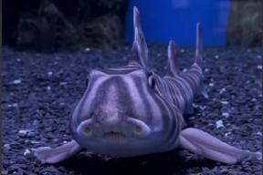 Ученые: бычьи акулы заводят «друзей» и выбирают себе партнеров