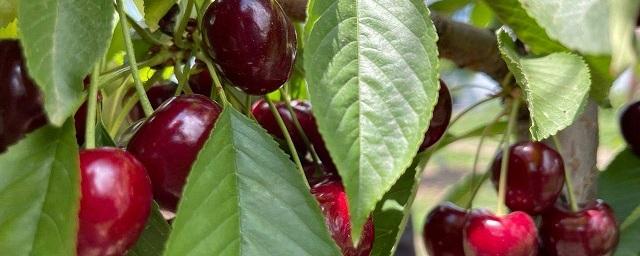 В единственном в Ингушетии черешневом саду «Алмавит Фрут» планируют собрать 70 тонн ягод
