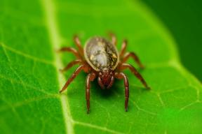 Медики Югры фиксируют активизацию клещей в начале сезона