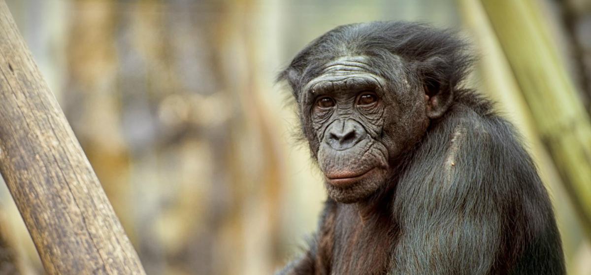 Ученые: Жесты шимпанзе похожи на человеческую речь
