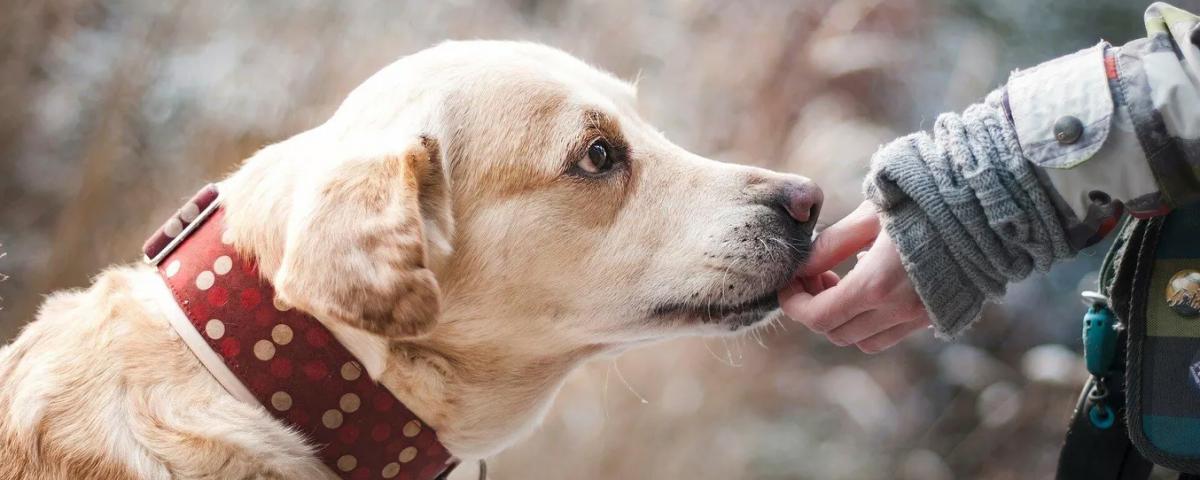 В США испытывают новое лекарство, которое продлит жизнь собакам