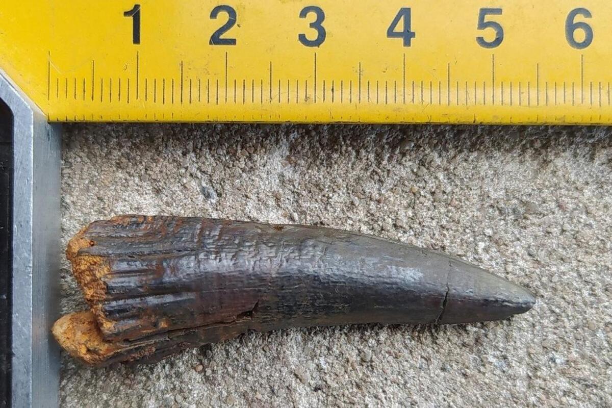 В Тверской области нашли останки рыбы времен динозавров