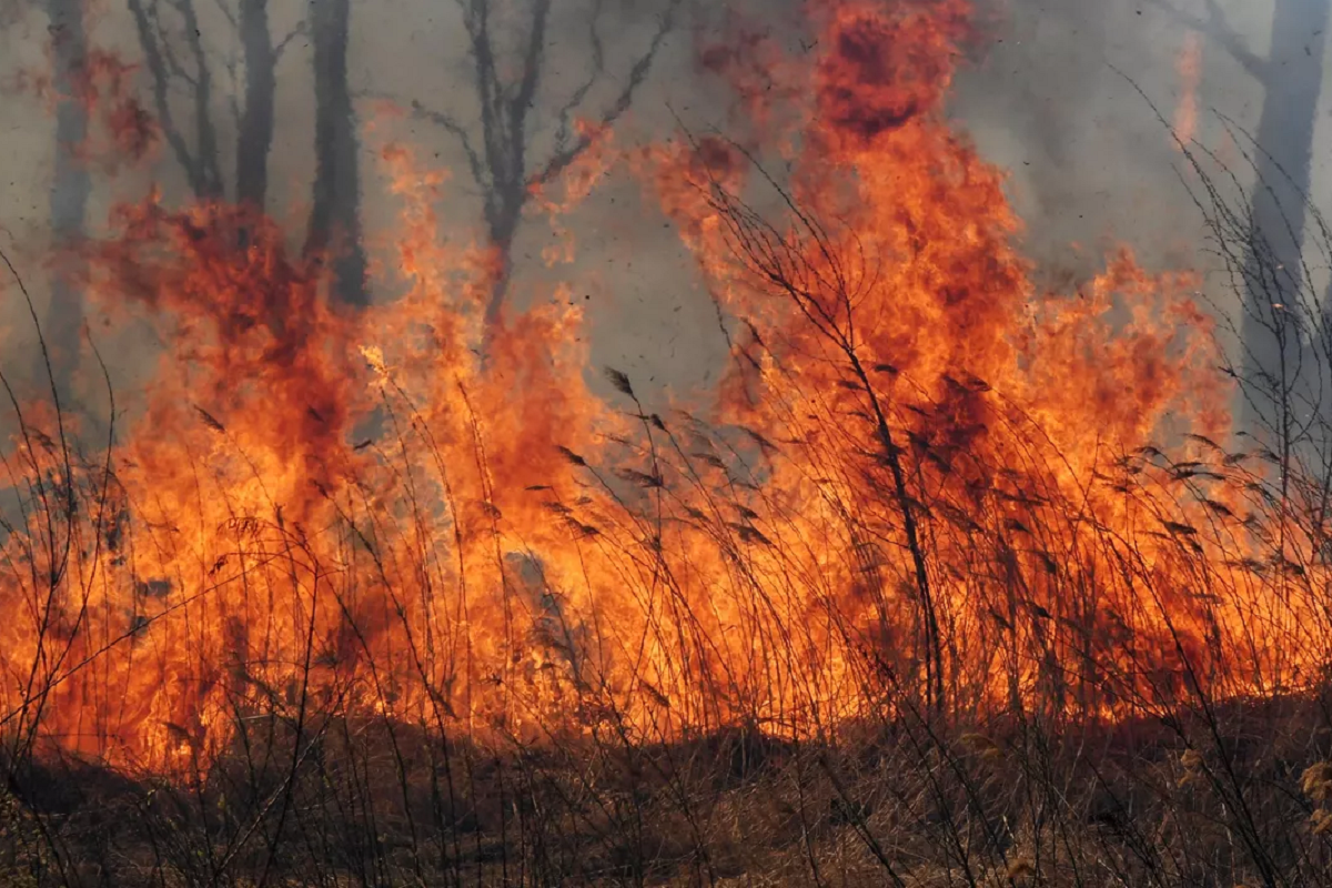В Красноярском крае за неделю произошло 109 пожаров