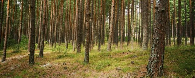 Леса Курской области снова открыты для посещения