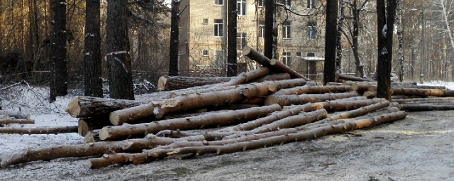 В Новосибирске вырубили 67 деревьев ради нового онкоцентра