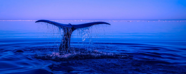 В США аквалангист выжил после того, как его проглотил кит