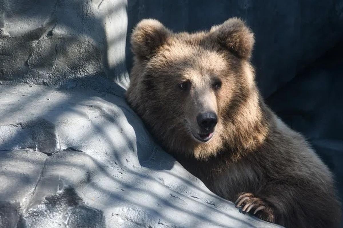 Хозяева свалок: в Иркутской области ситуация с голодными медведями выходит из-под контроля