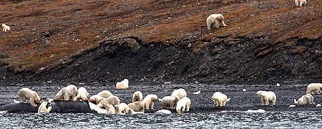 Близ чукотского села Рыркайпий десятки белых медведей собрались полакомиться китом