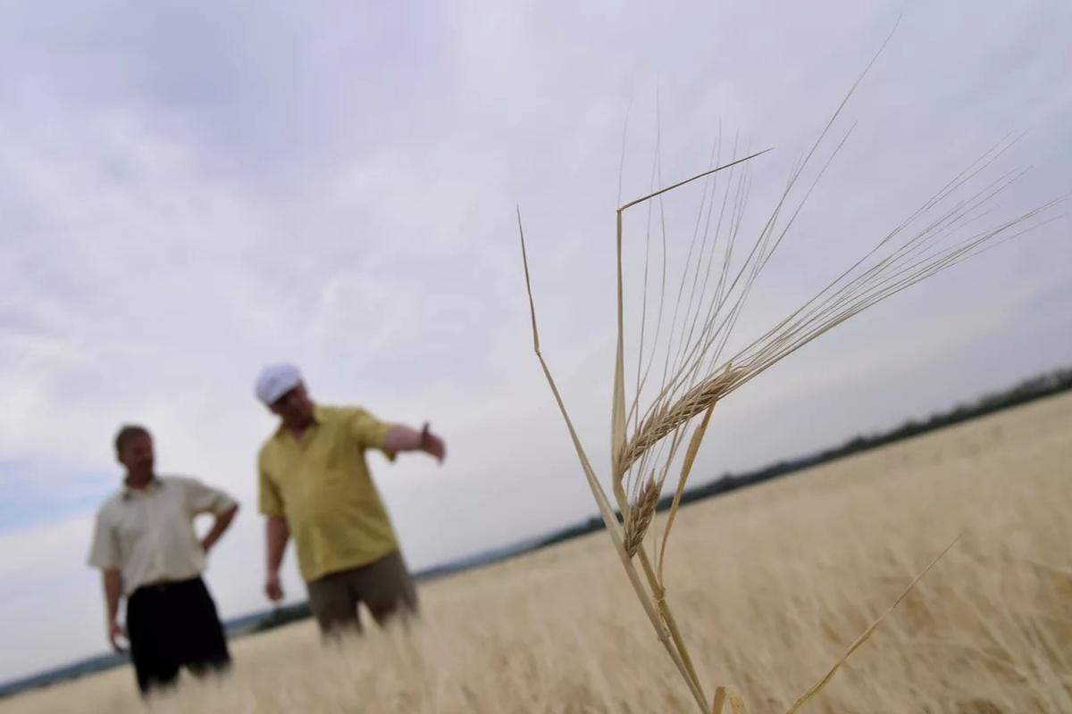 В Удмуртии приступят к уборке посевов после неблагоприятных погодных условий