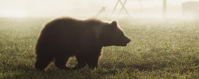В Красноярском крае медведь напал на туристов и убил подростка