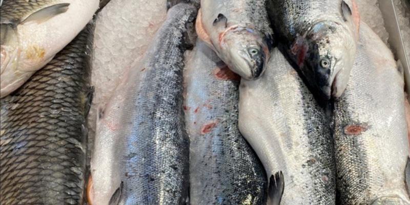 В Мурманской области намерены усилить меры по борьбе с незаконной добычи атлантического лосося