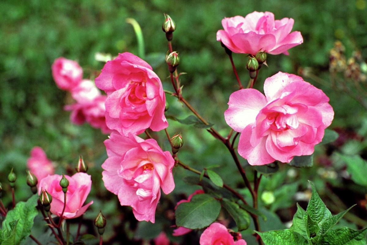 Евросоюз ввел санкции на поставку в РФ роз, азалий и других цветов