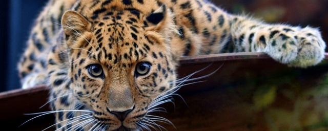 В приморском зоопарке леопард напал на 2-летнего ребенка