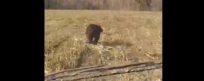 В Новосибирской области крестьяне прогнали в лес с поля огромного медведя