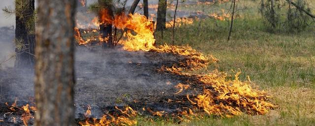 В Красноярском крае в выходные потушили 40 лесных пожаров