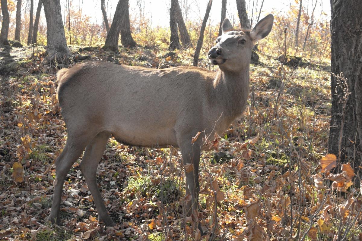В Орловской области выросла популяция благородных оленей и косуль