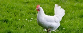 В Калужской области из-за вспышки птичьего гриппа уничтожат 12 тысяч птиц
