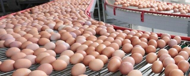 На новой птицефабрике в Подмосковье будут выпускать 1,5 млн яиц в сутки