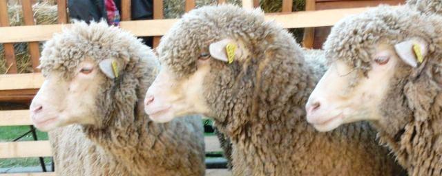 На Ставрополье вывели две новые породы овец с уникальными качествами