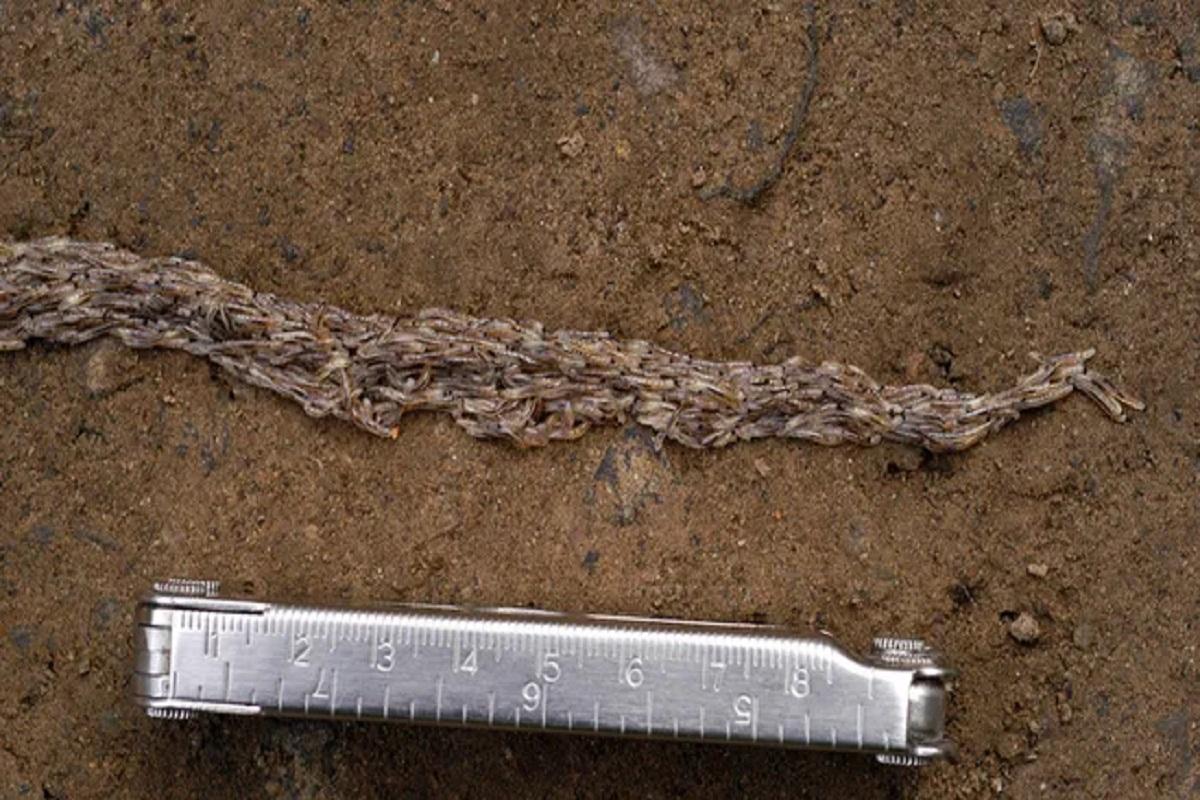 Ученые разгадали тайну «червей» с Аляски, выстраивающихся в шеренги