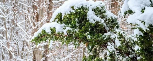 Жителей Краснодарского края предупредили о налипании мокрого снега