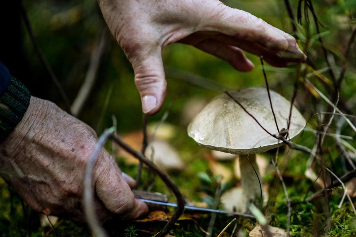Грибникам Подмосковья рассказали, как они могут помочь биологам и экологам