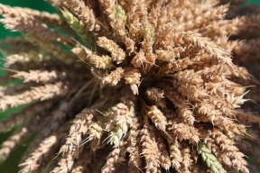 В Ульяновской области выявлены крупные нарушения при декларировании зерна