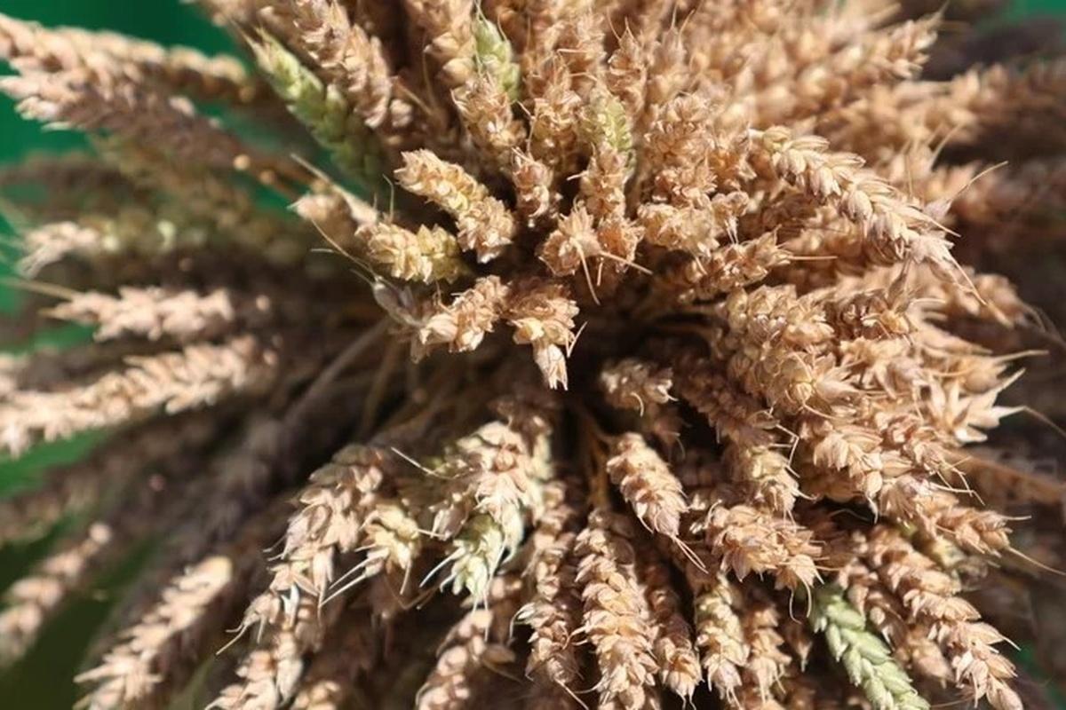 В Ульяновской области выявлены крупные нарушения при декларировании зерна