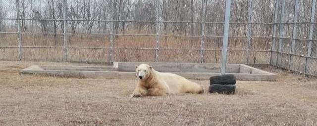 В Новосибирском зоопарке рассказали о судьбе белого медведя Ростика