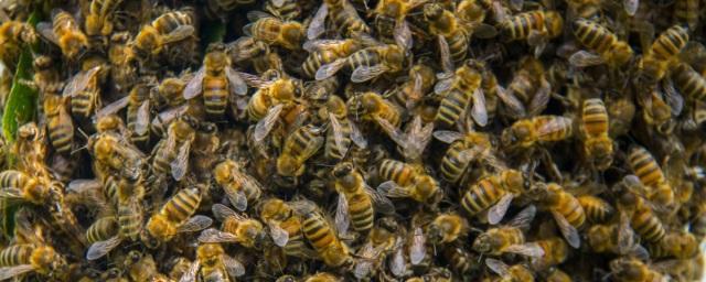 Правительство Башкирии компенсирует убытки пчеловодам