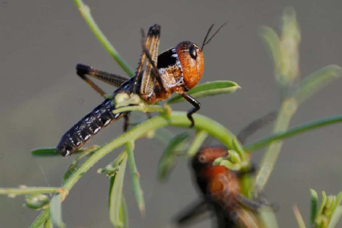На территории шести муниципальных округов Волгоградской области сложилась угроза нашествия саранчи