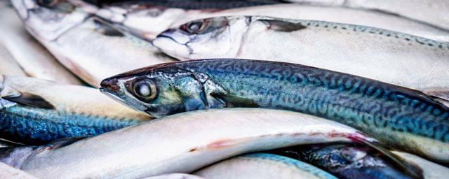 Ученые «МагаданНИРО» объяснили, куда пропали лосось и мойва