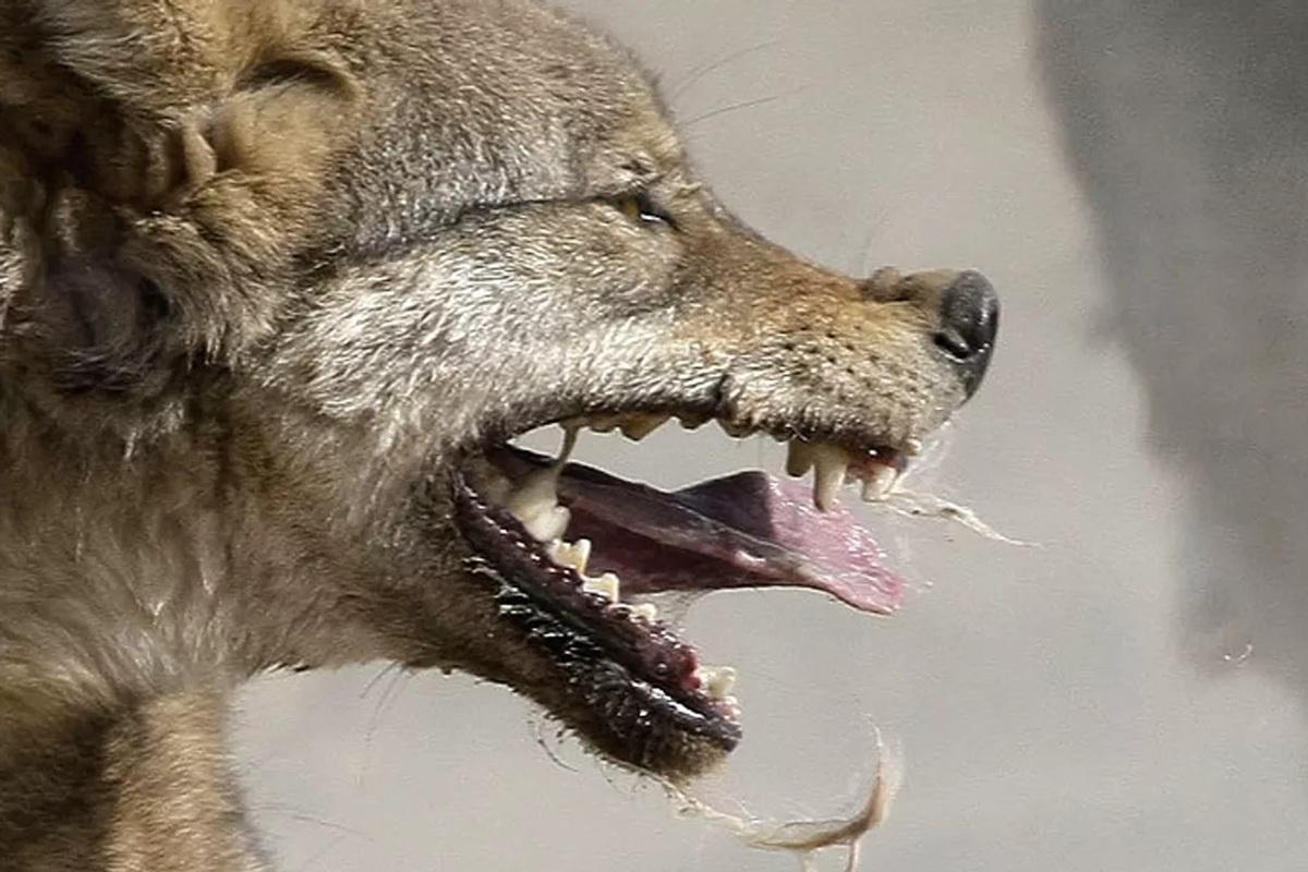 В Индии ликвидирован волк-людоед, растерзавший шестерых жителей деревни