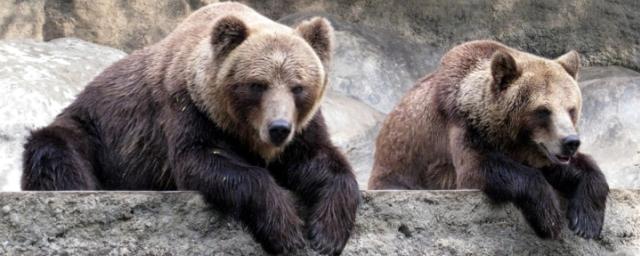 В Московском зоопарке из-за холодов начали усиленно кормить животных