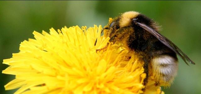В Башкирии Минсельхоз зафиксировал массовую гибель пчел