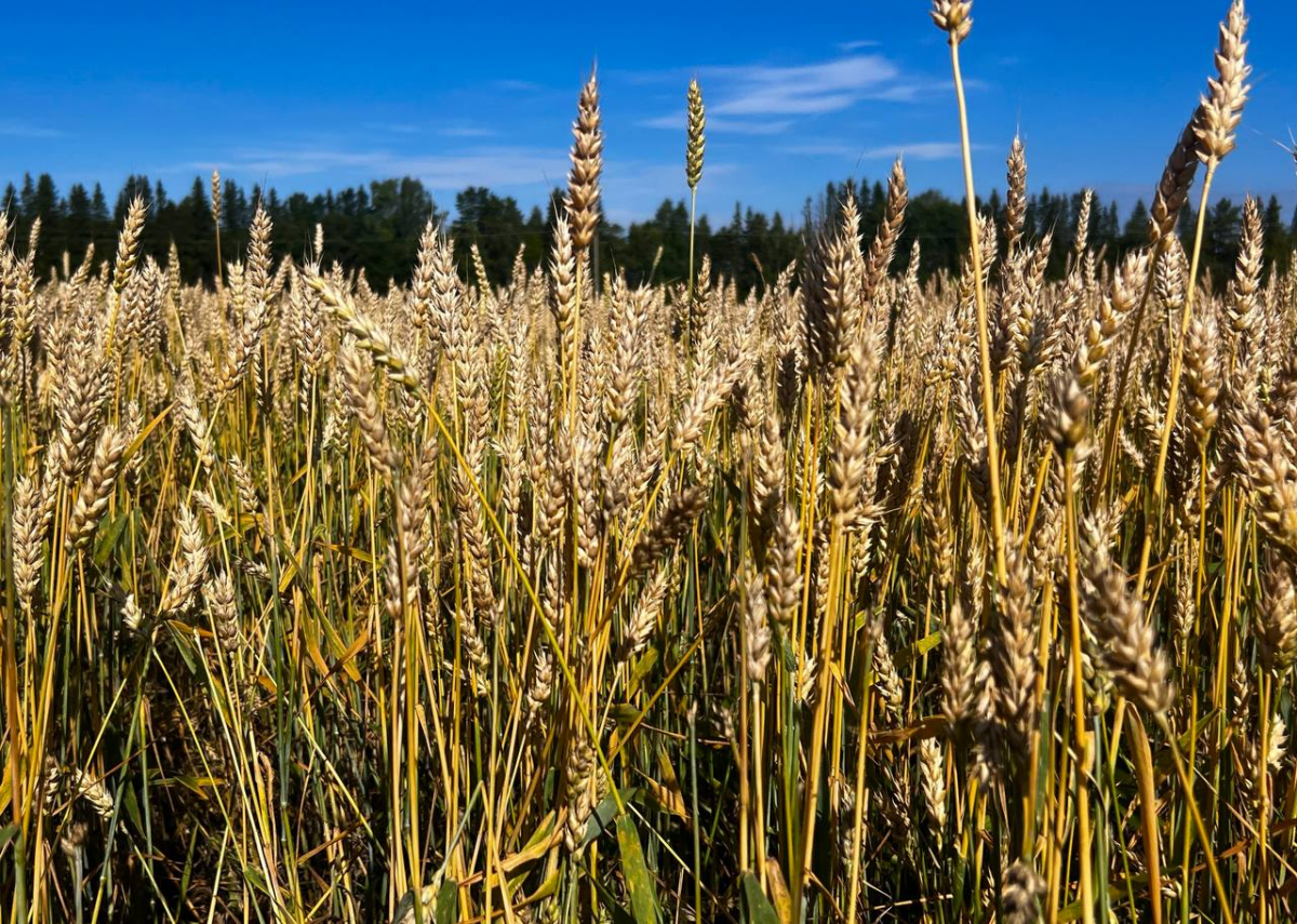 Врио губернатора Денис Паслер: Свердловские аграрии почти на 100% используют семена местной селекции для обеспечения продовольственной безопасности