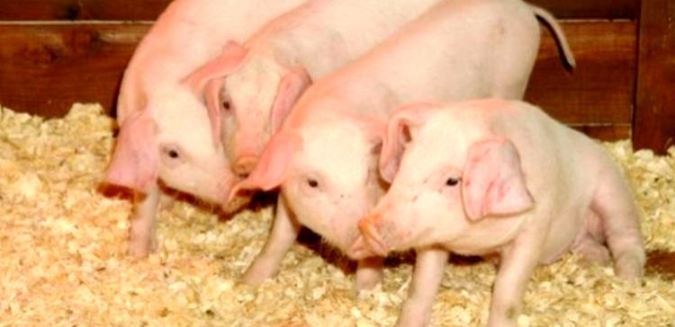 Первую очередь свинокомплекса в Тюменской области сдадут летом