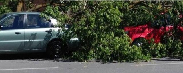 В Ростове упавшее дерево повредило три автомобиля