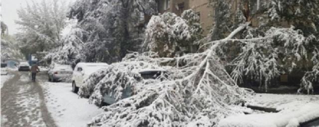 В Подмосковье упавшая ветка серьезно травмировала ребенка