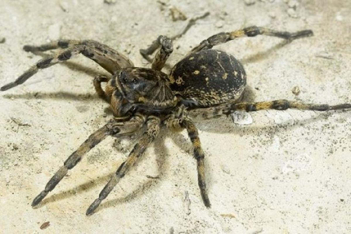 Жителей Тульской области предупредили об опасности встречи с тарантулом