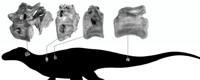 В Великобритании обнаружили останки нового вида динозавров