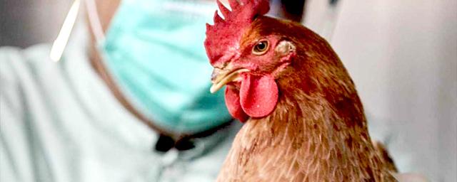 В Нижегородской области в Шарангском округе зафиксирована вспышка птичьего гриппа